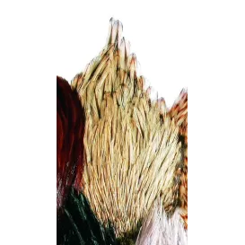 JMC Cou Indien Top Grade N°02 Badger – Plumes pour Montage de Mouches