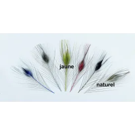 QUILL D'OEIL DE PAON EBARBE JMC