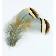PLUME
