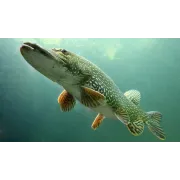 CARNASSIER